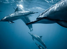 痛苦术跻身前五：熊猫人之谜怀旧服第三阶段雷电之王 DPS 排行榜